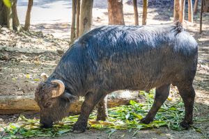 Búfalo Vanderlei estreia como pai no Simba Safari e ganha promoção