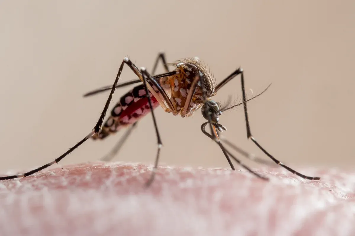 Aedes aegypti foi a única das três espécies com leve preferência por homens