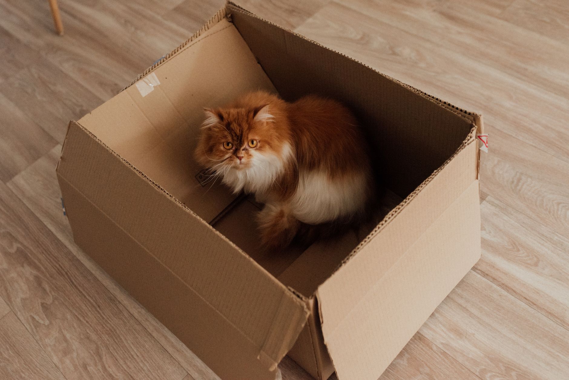 Gato prefere caixa de papelão em vez da caminha cara