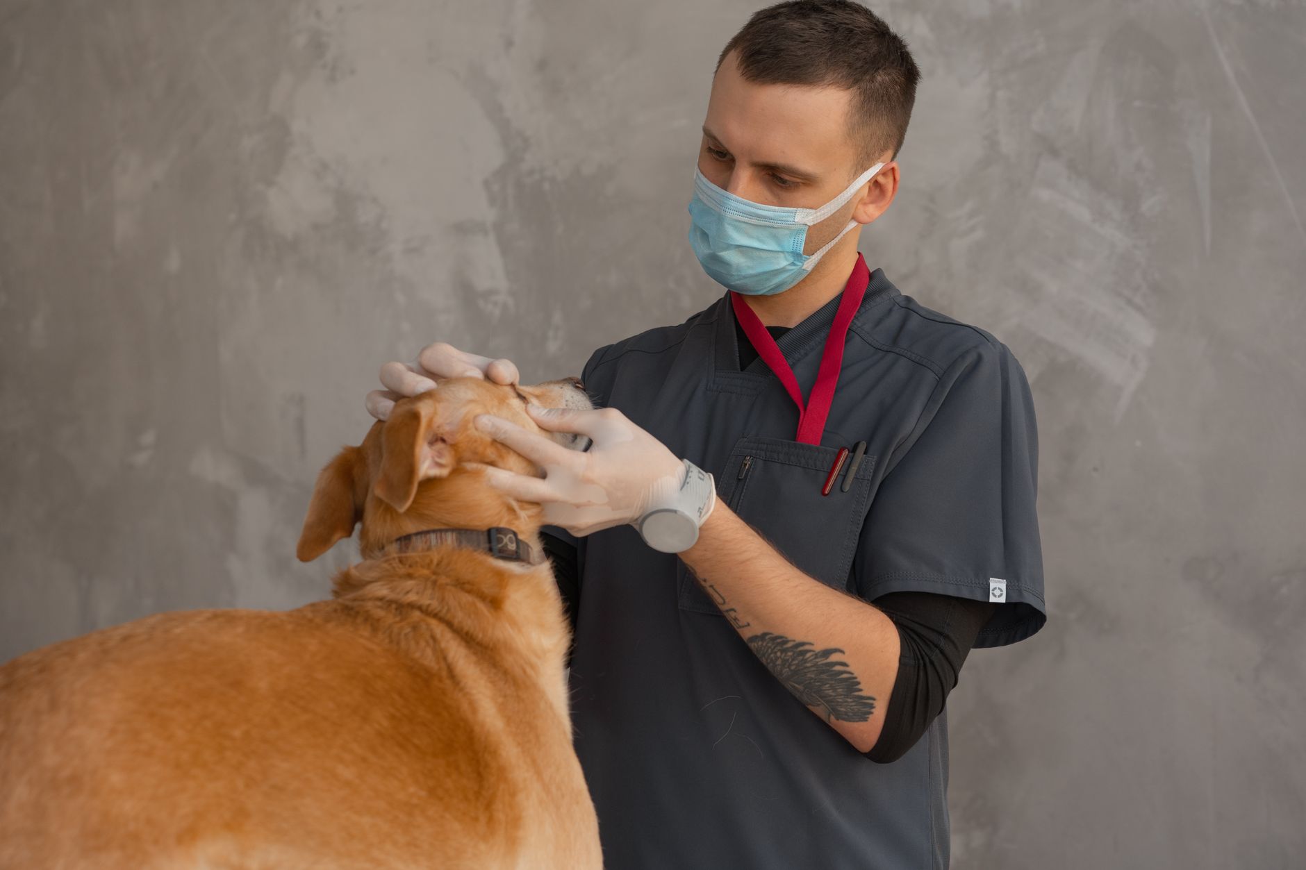 Proteja seu pet com cirurgia de graça no Recreio São Jorge