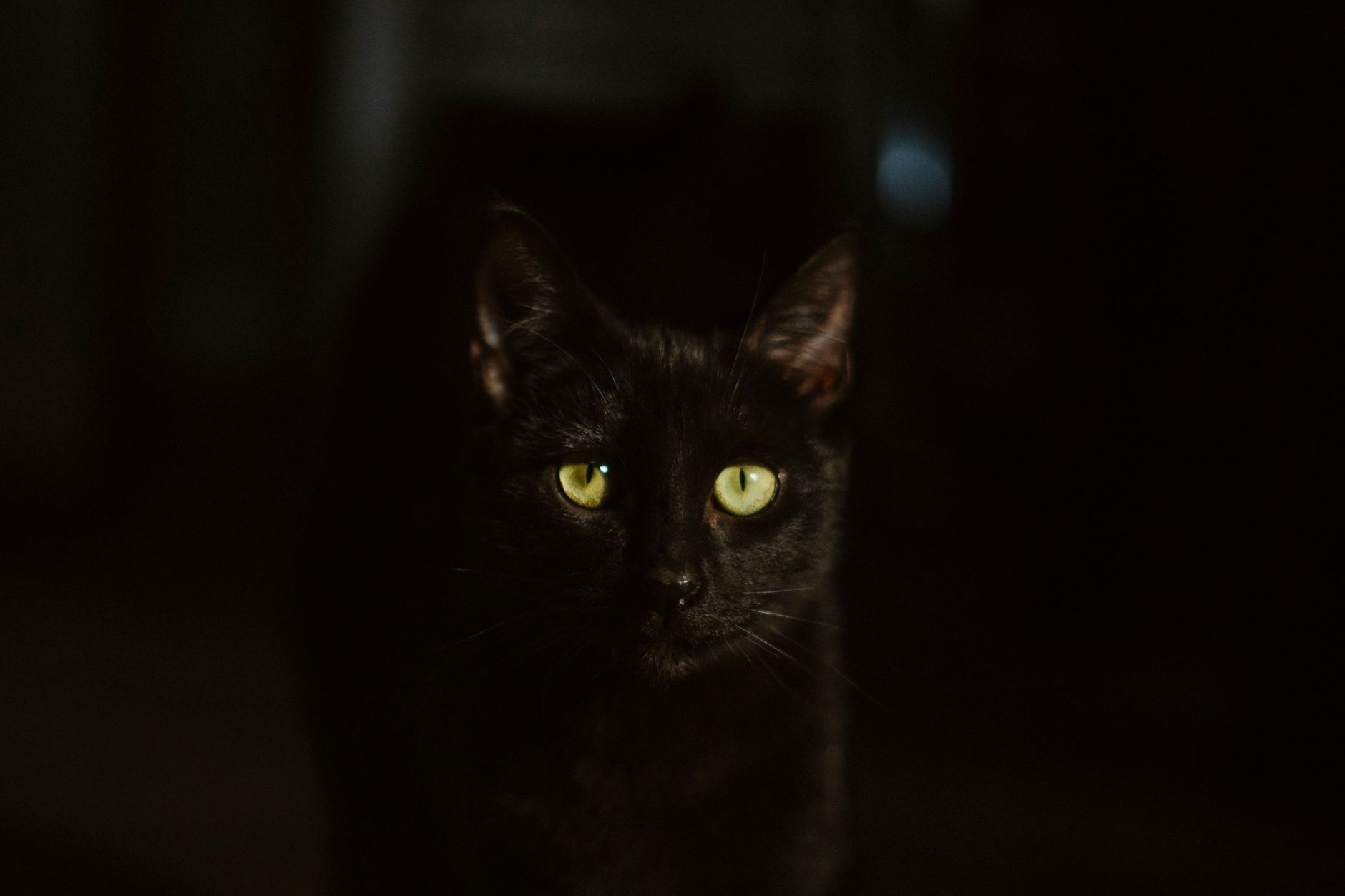 Descubra o que cães e gatos enxergam na escuridão