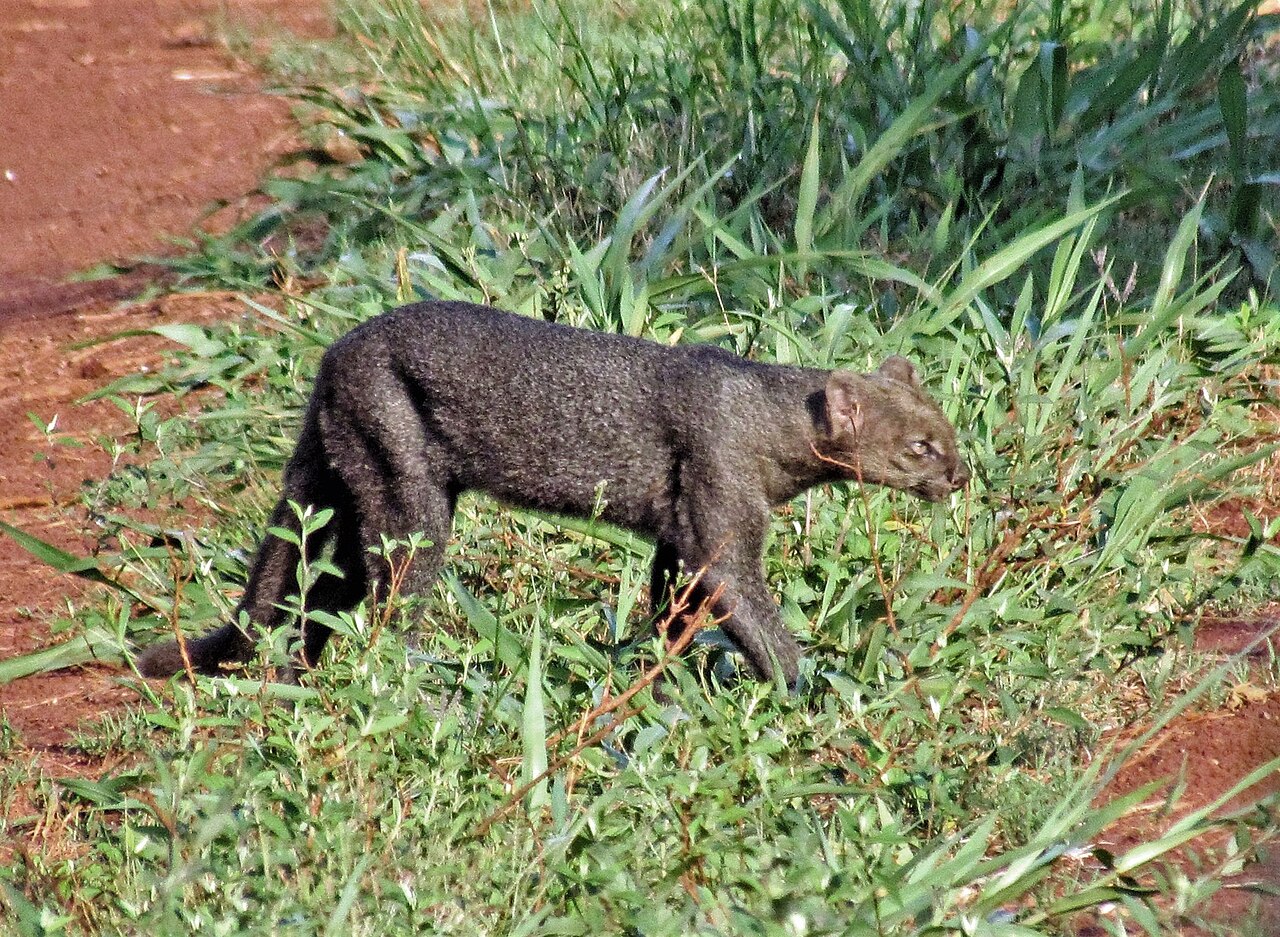 Pesquisa revela cinco espécies de felino sul-americano