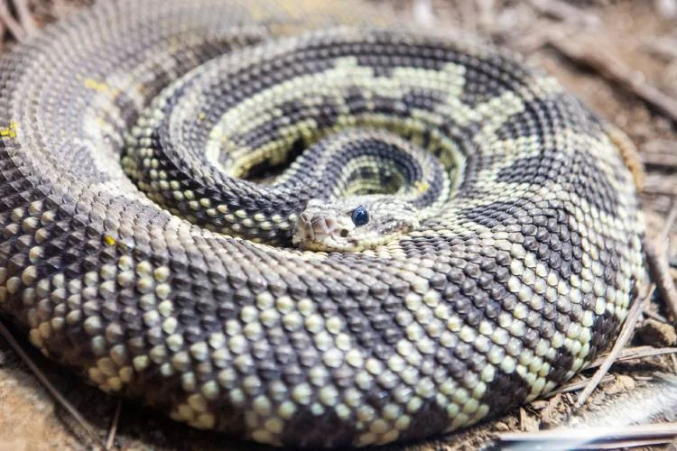 Picada de cobra: o que fazer e erros que você ainda comete