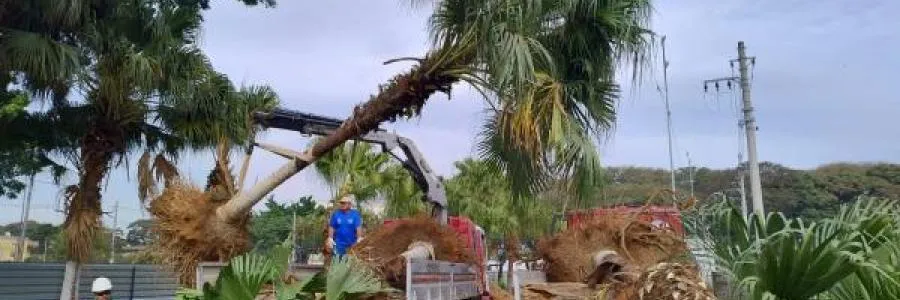 Transplante de árvores adultas exige poda de raízes e irrigação constante
