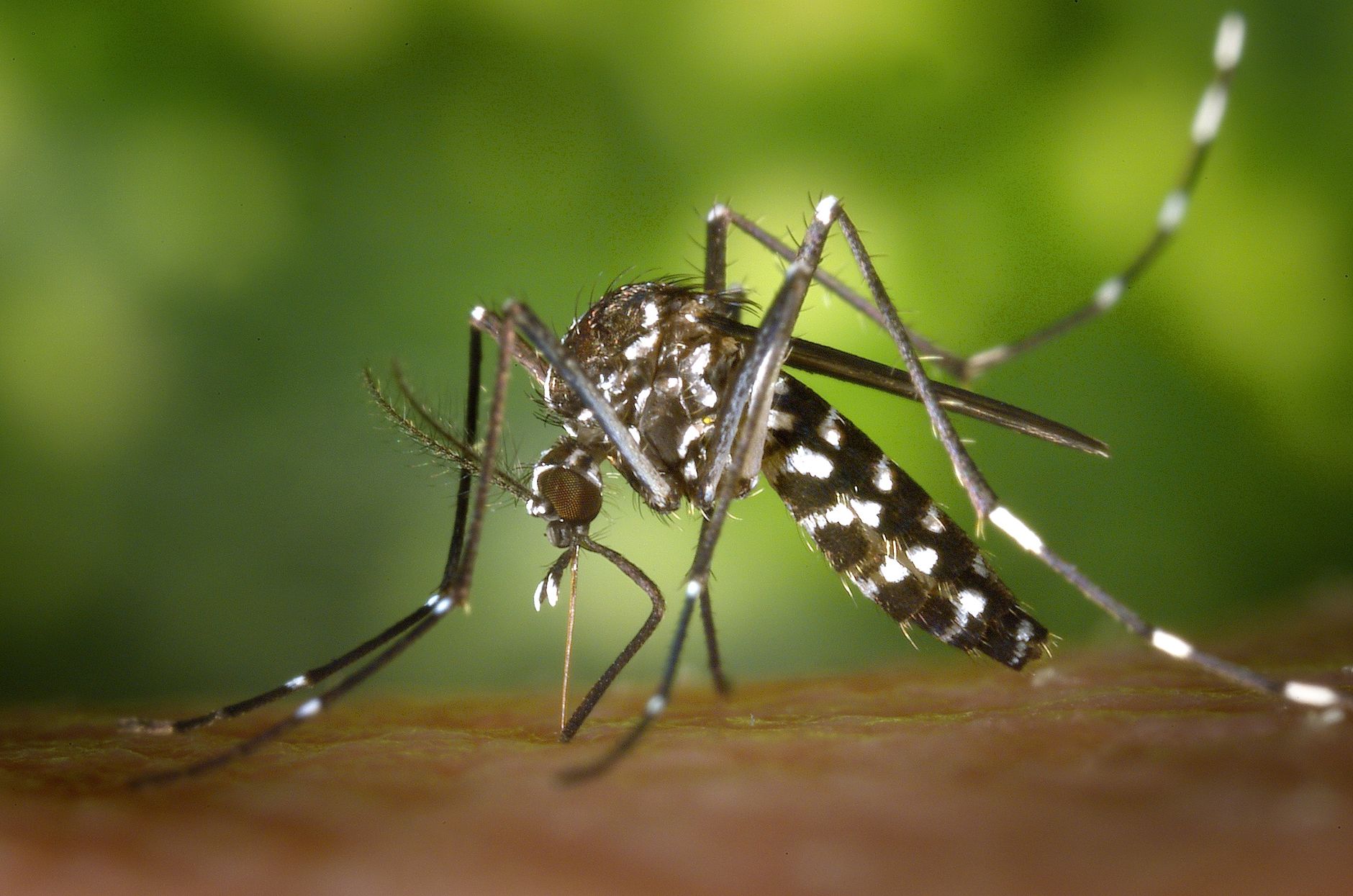 Vetores da dengue ampliam território e exigem alerta global