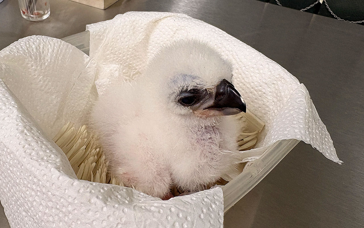 Zoológico de São Paulo realiza parto assistido raro em filhote de harpia
